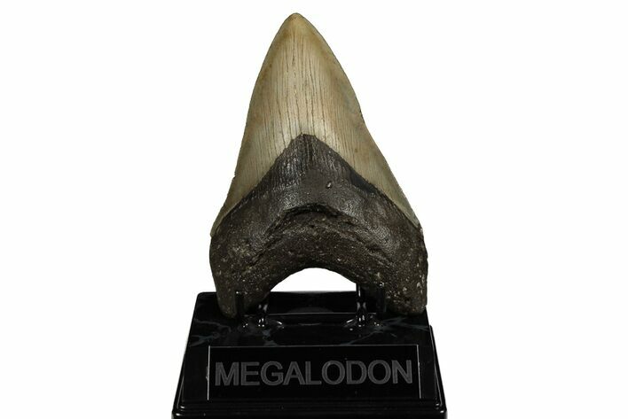 Fossil Megalodon Tooth - North Carolina #190881